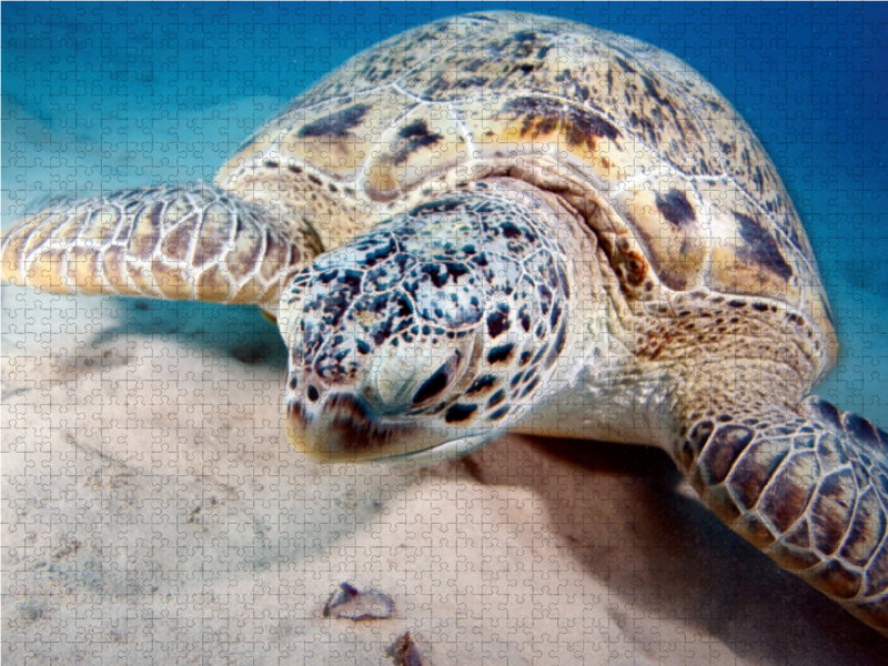 Portrait Unterwasserschildkröte