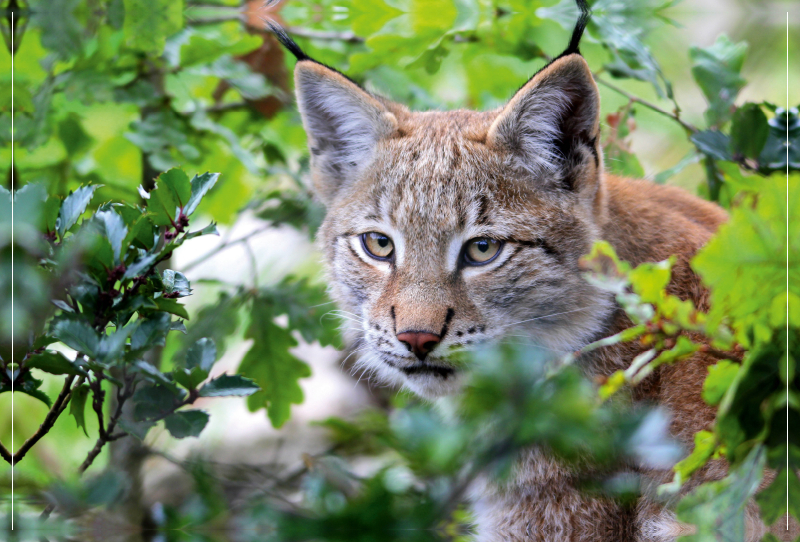 Ein Motiv aus dem Kalender Der Luchs - Der Jäger auf leisen Pfoten