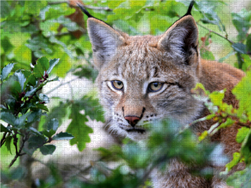 Ein Motiv aus dem Kalender Der Luchs - Der Jäger auf leisen Pfoten