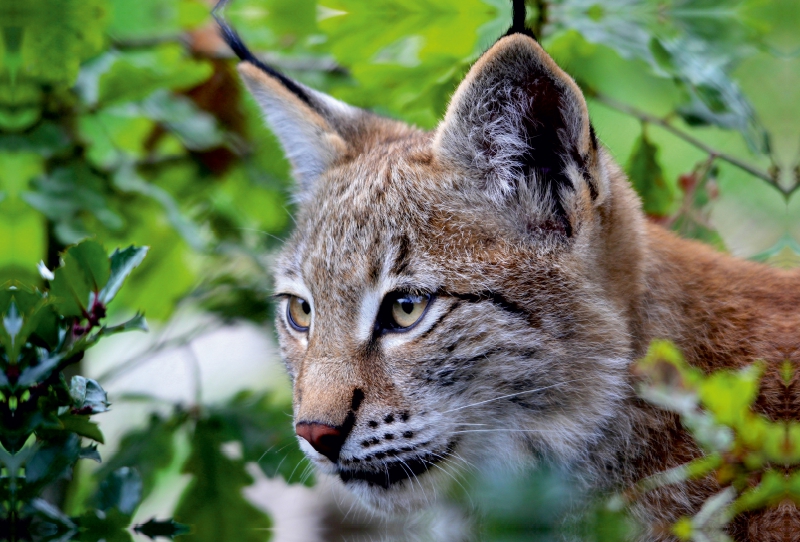 Der Luchs