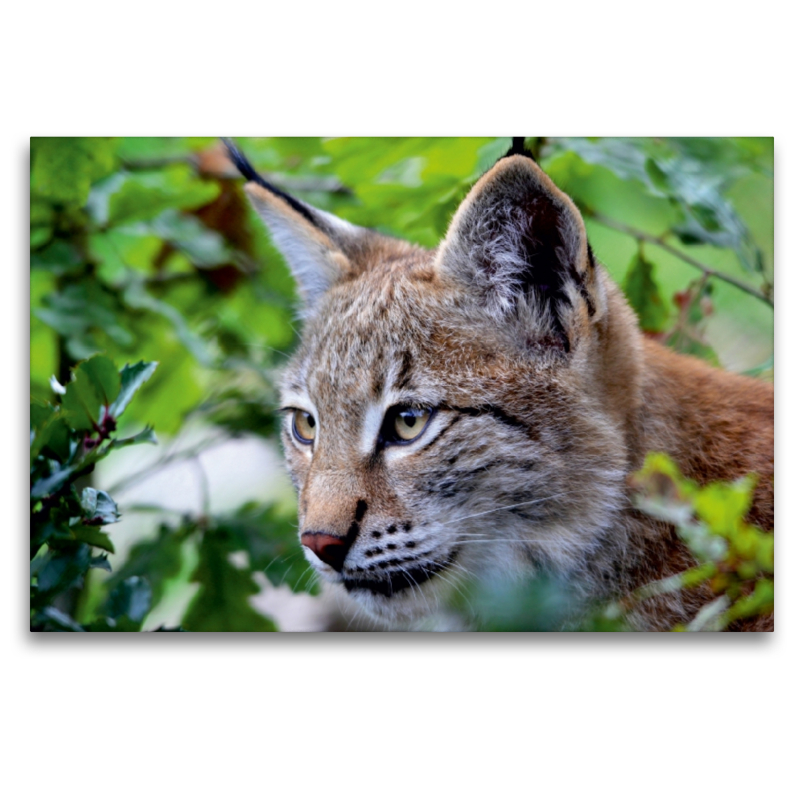 Der Luchs