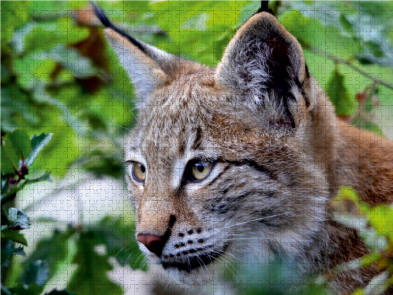 Der Luchs