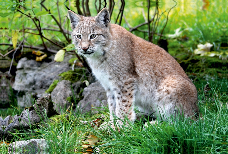 Ein Motiv aus dem Kalender Der Luchs - Der Jäger auf leisen Pfoten