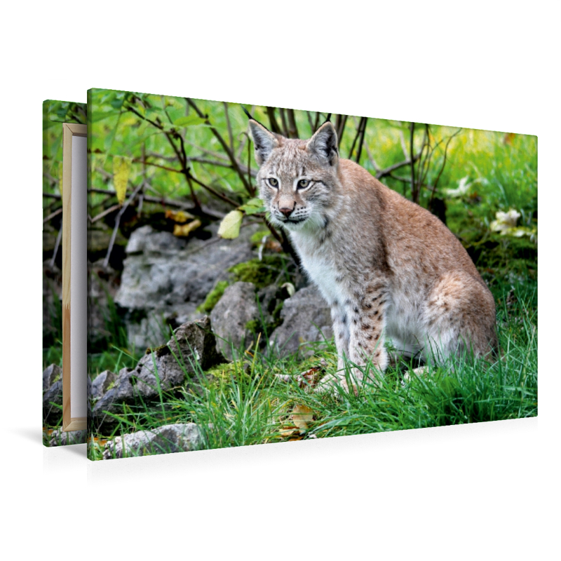 Ein Motiv aus dem Kalender Der Luchs - Der Jäger auf leisen Pfoten