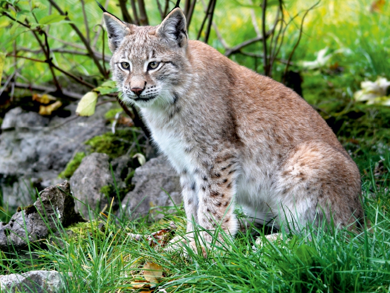 Ein Motiv aus dem Kalender Der Luchs - Der Jäger auf leisen Pfoten