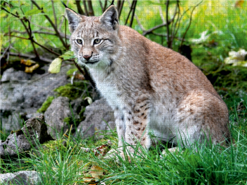 Ein Motiv aus dem Kalender Der Luchs - Der Jäger auf leisen Pfoten