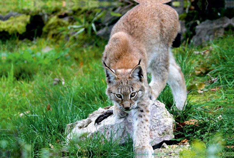 Ein Motiv aus dem Kalender Der Luchs - Der Jäger auf leisen Pfoten