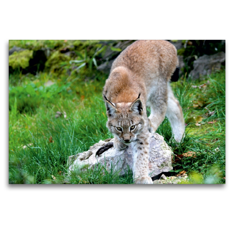 Ein Motiv aus dem Kalender Der Luchs - Der Jäger auf leisen Pfoten