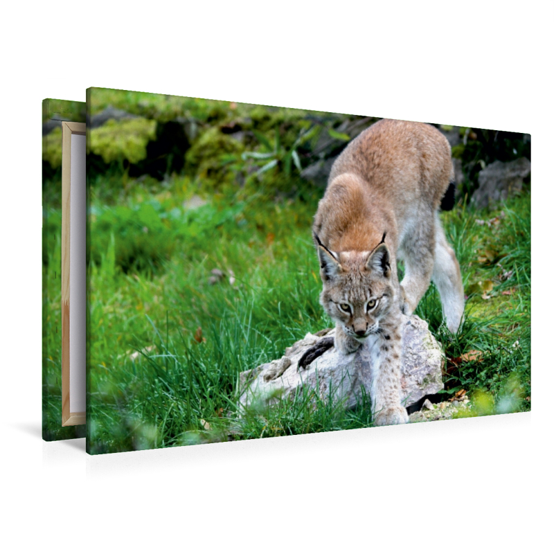 Ein Motiv aus dem Kalender Der Luchs - Der Jäger auf leisen Pfoten