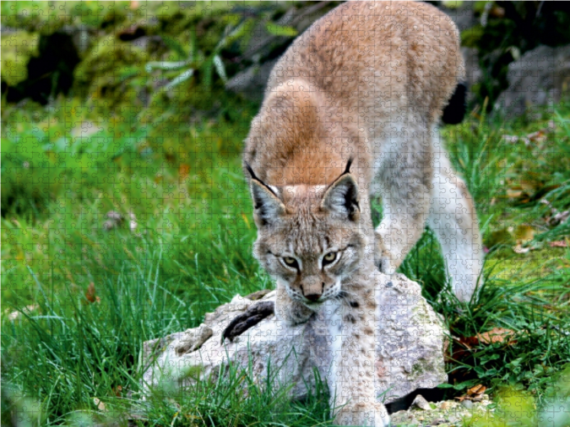 Ein Motiv aus dem Kalender Der Luchs - Der Jäger auf leisen Pfoten