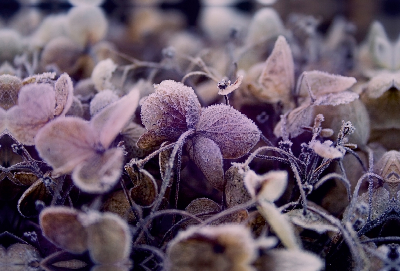 Frost auf getrockneten Blüten