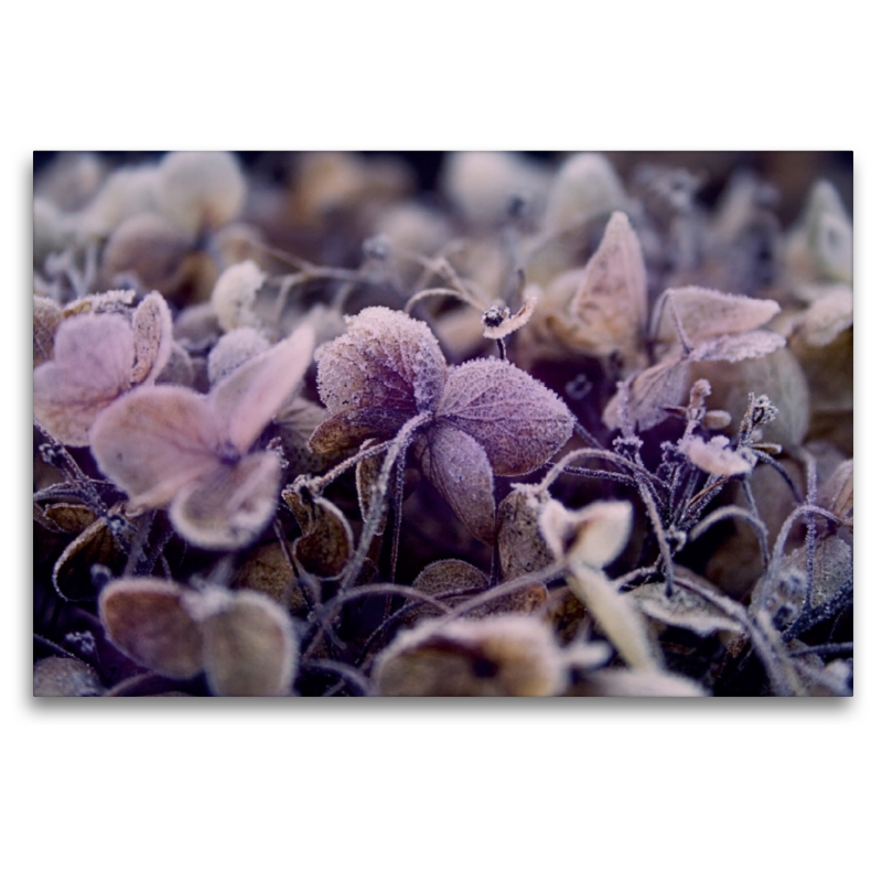 Frost auf getrockneten Blüten