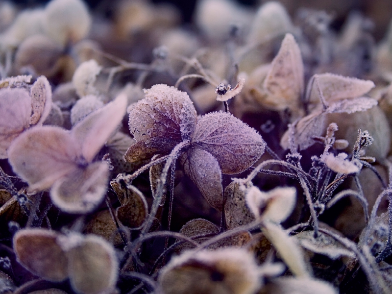 Frost auf getrockneten Blüten