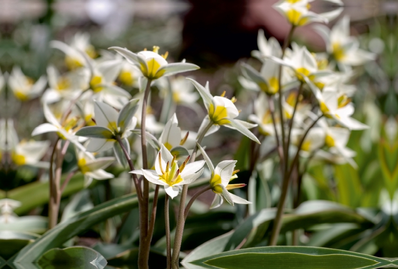 Tulipa turkestanica