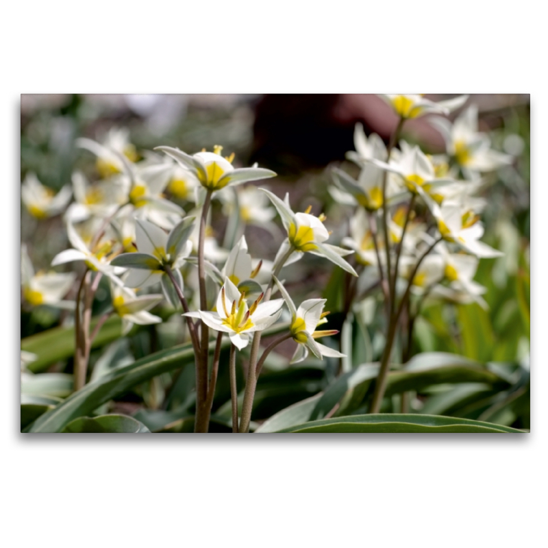 Tulipa turkestanica