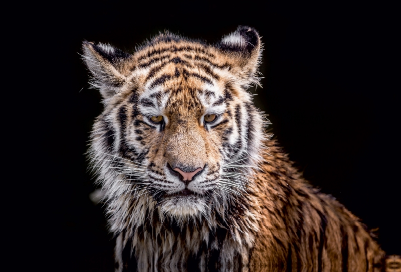 Ein junger Tiger nach dem Wasserbad