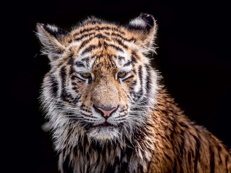 Ein junger Tiger nach dem Wasserbad