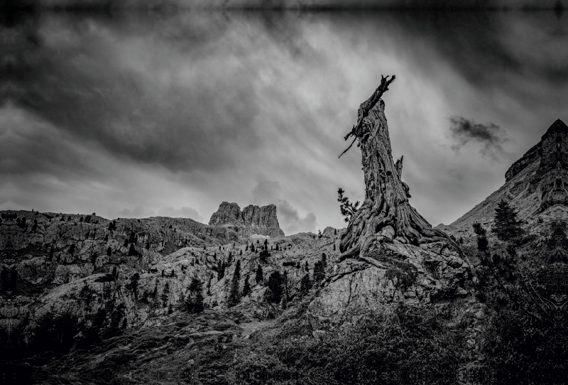 Dolomiten - Verwitterter Baum vor dem Sturm