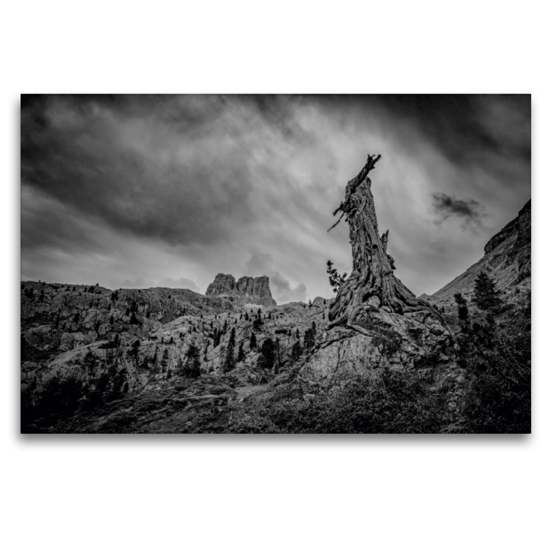 Dolomiten - Verwitterter Baum vor dem Sturm