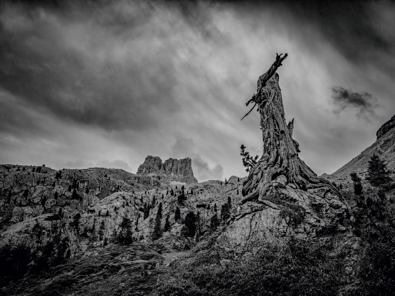 Dolomiten - Verwitterter Baum vor dem Sturm