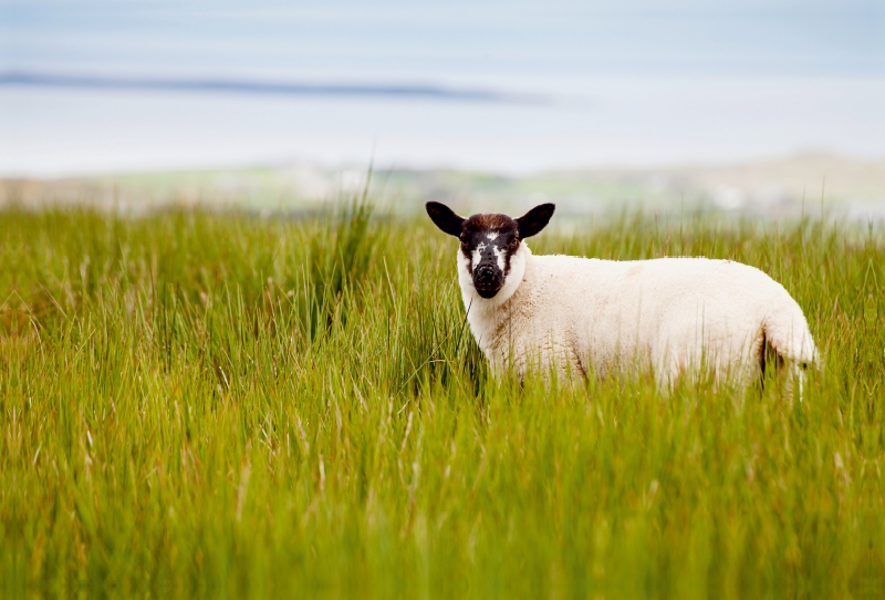 Lämmerzeit in Irland