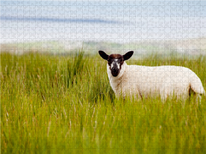 Lämmerzeit in Irland