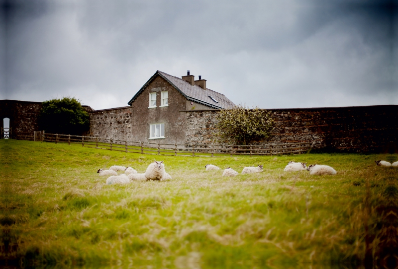 Schafe bei Castlerock / Nordirland