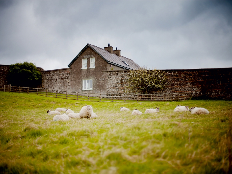 Schafe bei Castlerock / Nordirland