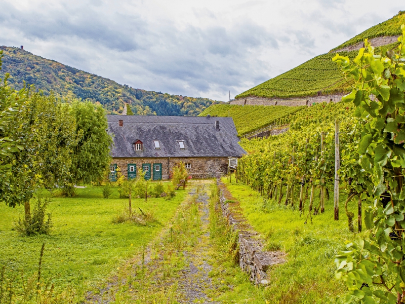 Weingut im Ahrtal