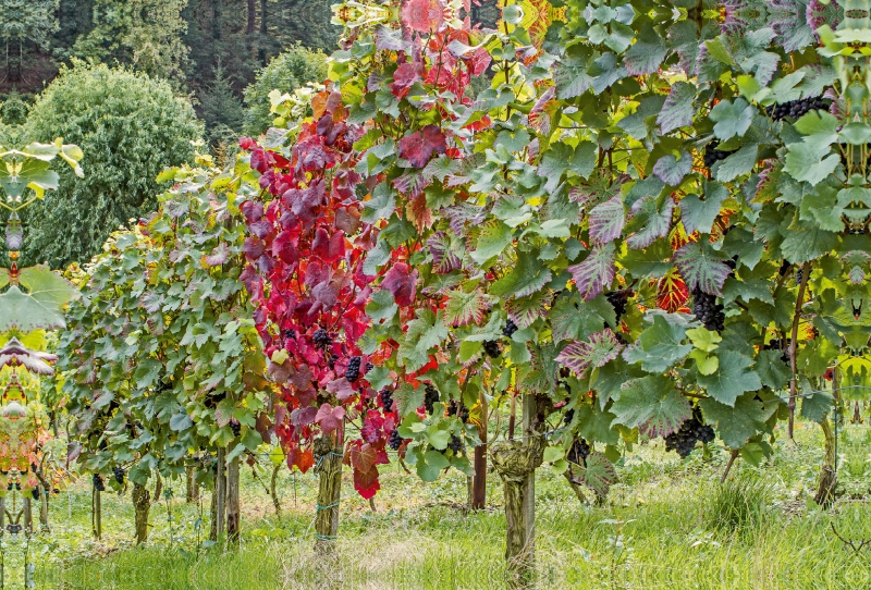 Rote Trauben im Herbst