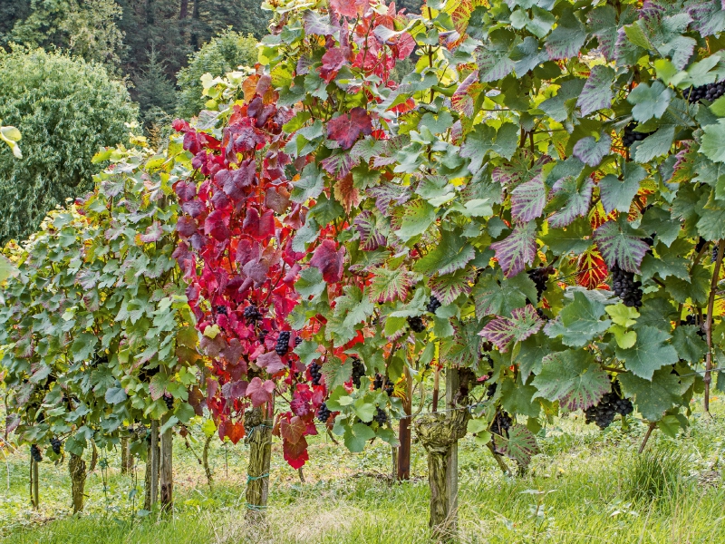 Rote Trauben im Herbst