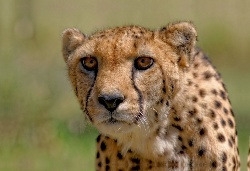 Gepard