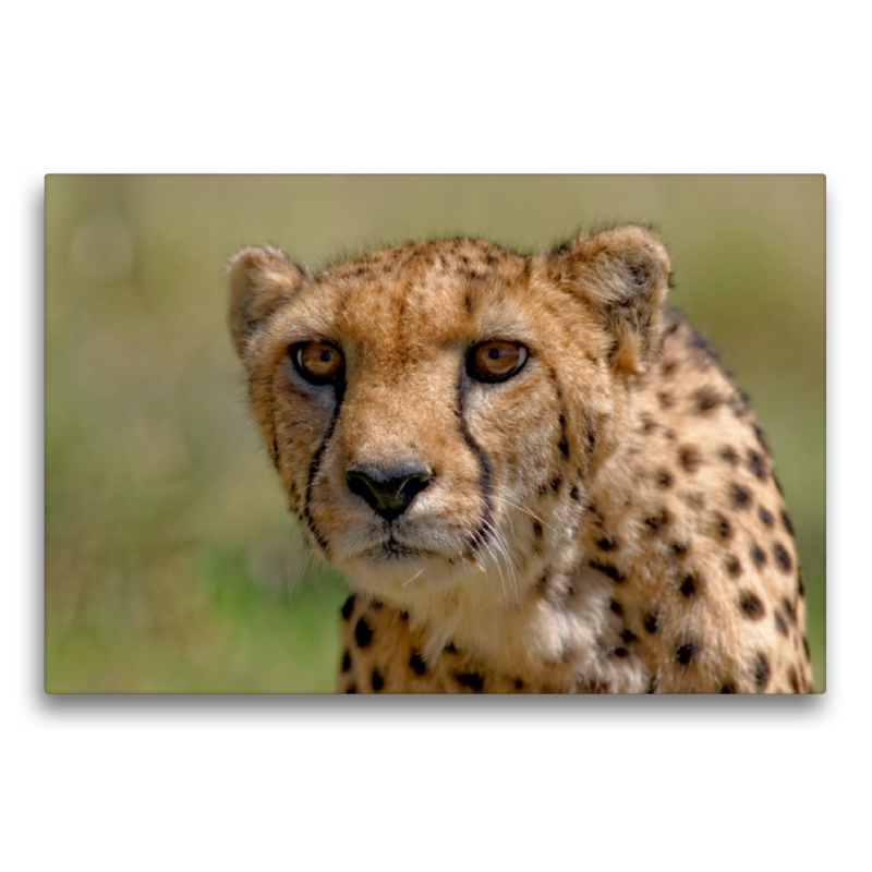 Gepard