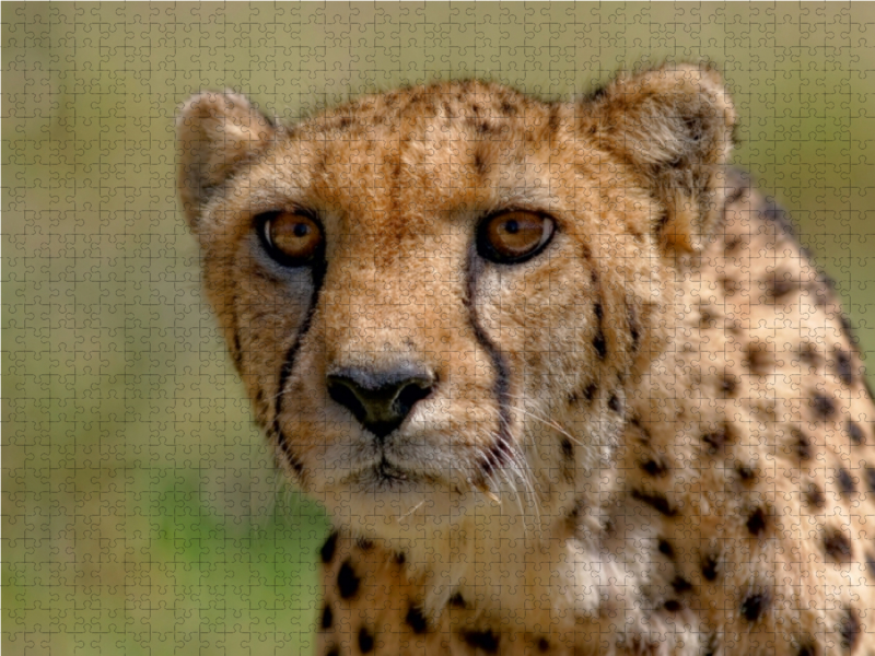 Gepard