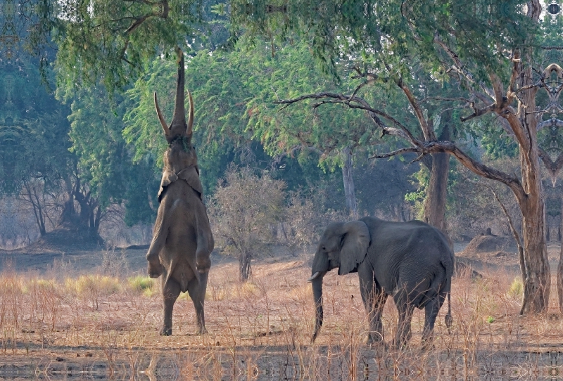 Mana pools Nationalpark