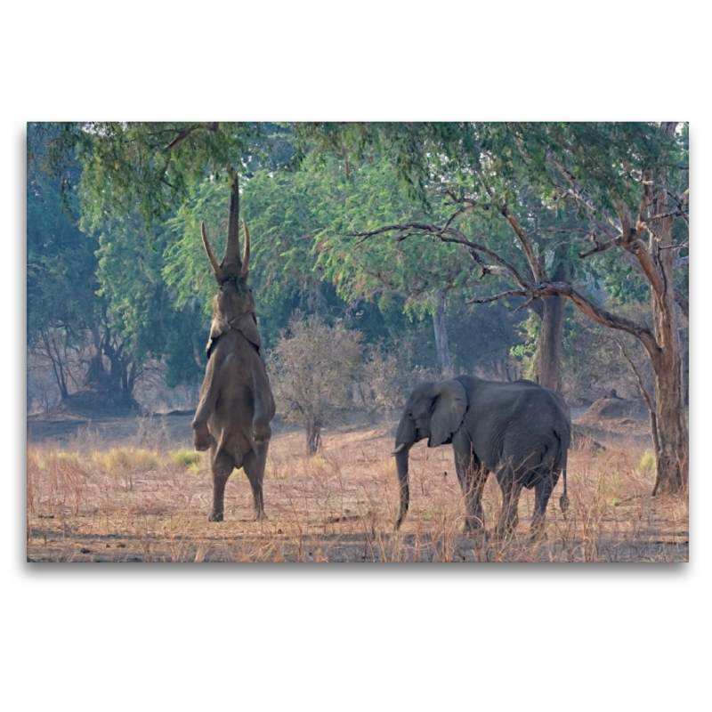 Mana pools Nationalpark