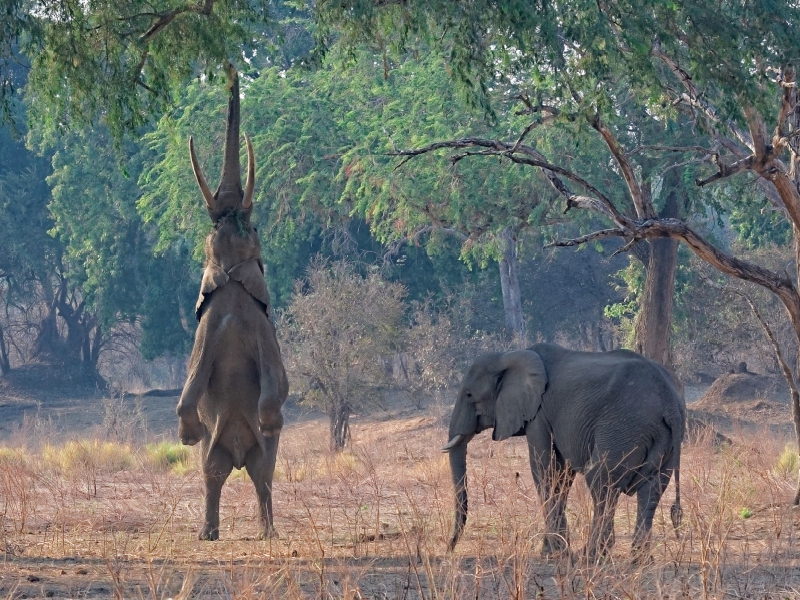 Mana pools Nationalpark