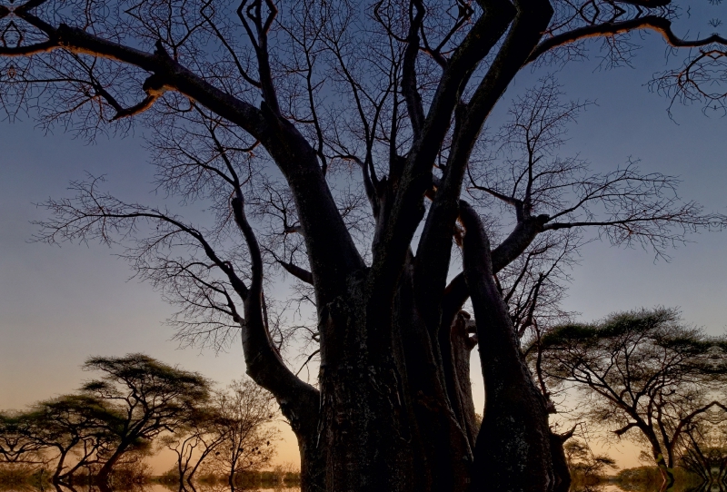 Baobab