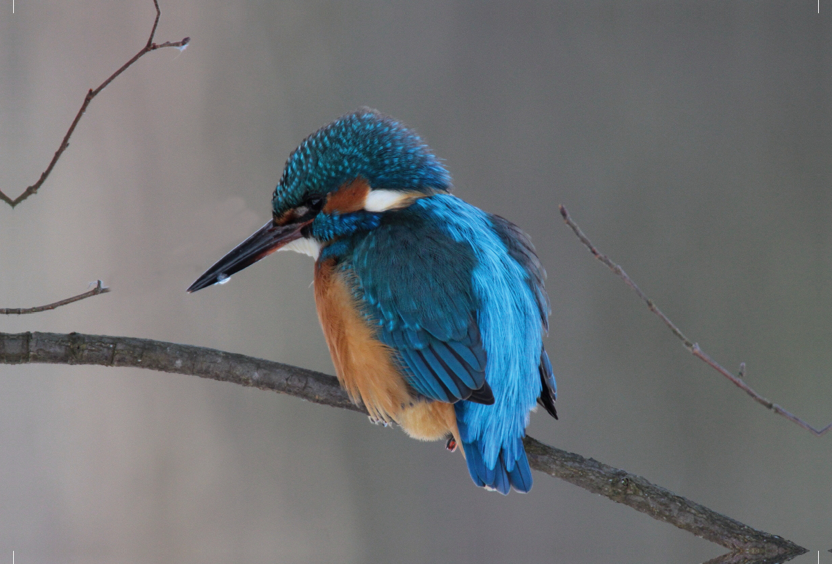 Eisvogel