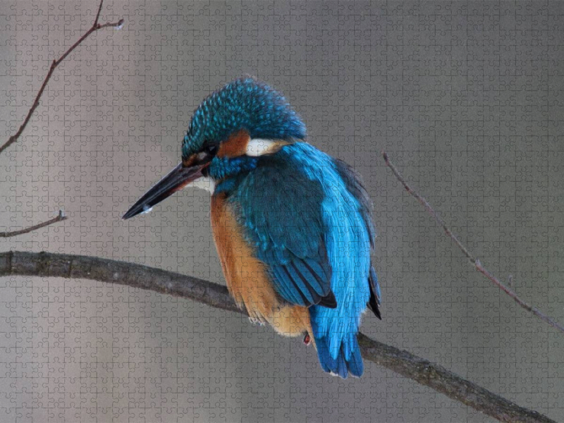Eisvogel