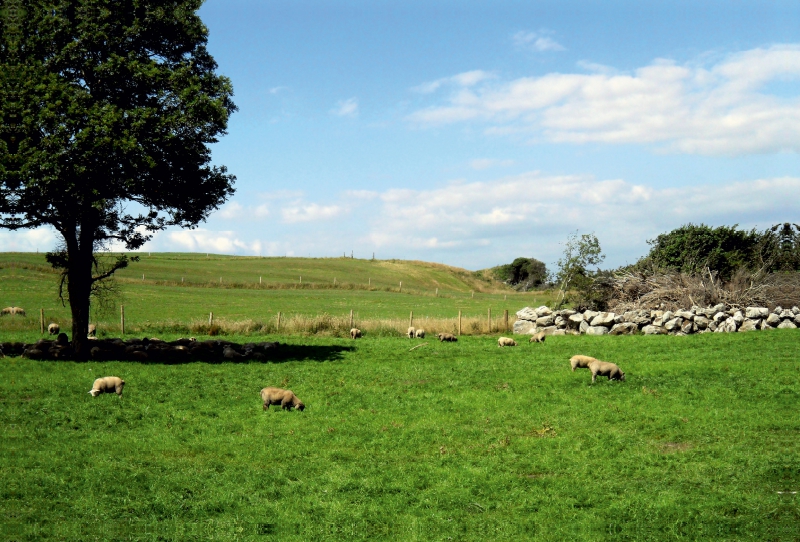 Graslands