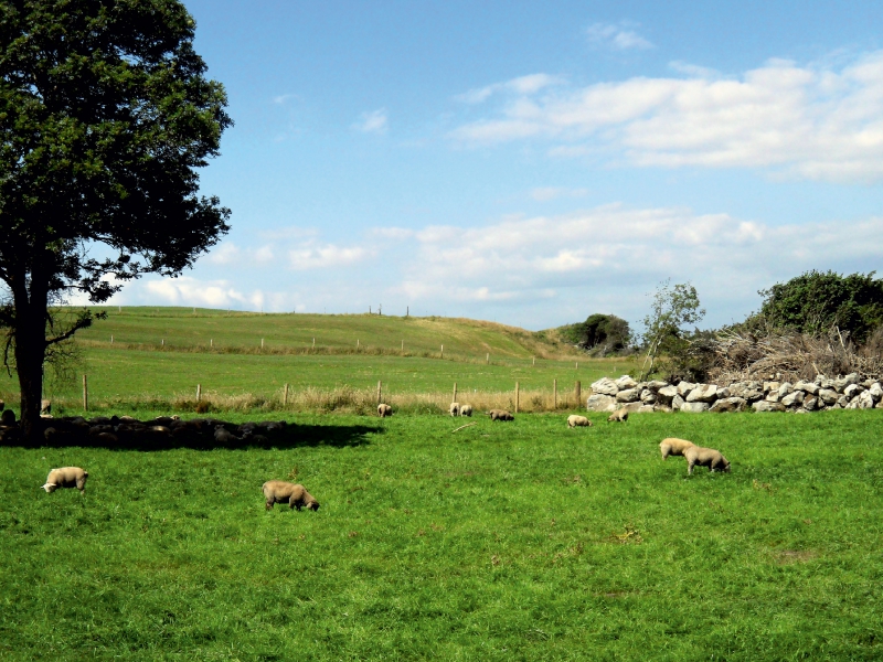 Graslands