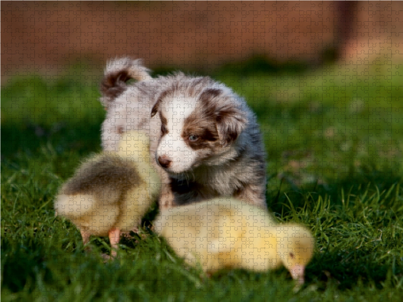 Alle meine Gänschen