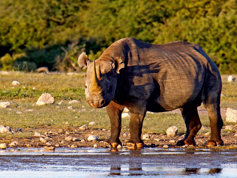 Nashorn im Etosha NP, Namibia