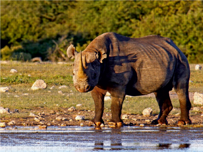 Nashorn im Etosha NP, Namibia