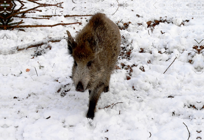 Junges Wildschwein im Colditzer Forst