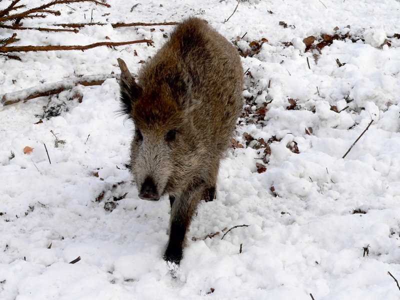 Junges Wildschwein im Colditzer Forst