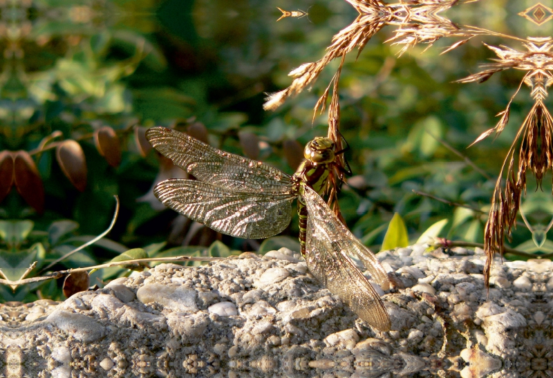 Ährenrettung einer Libelle