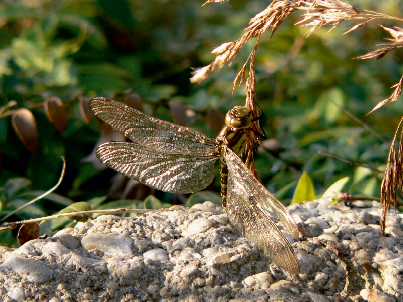 Ährenrettung einer Libelle