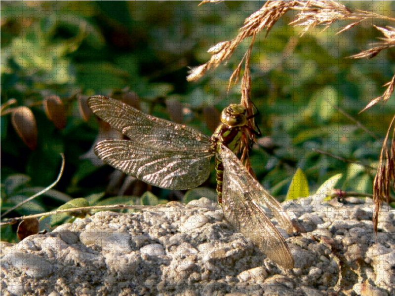 Ährenrettung einer Libelle